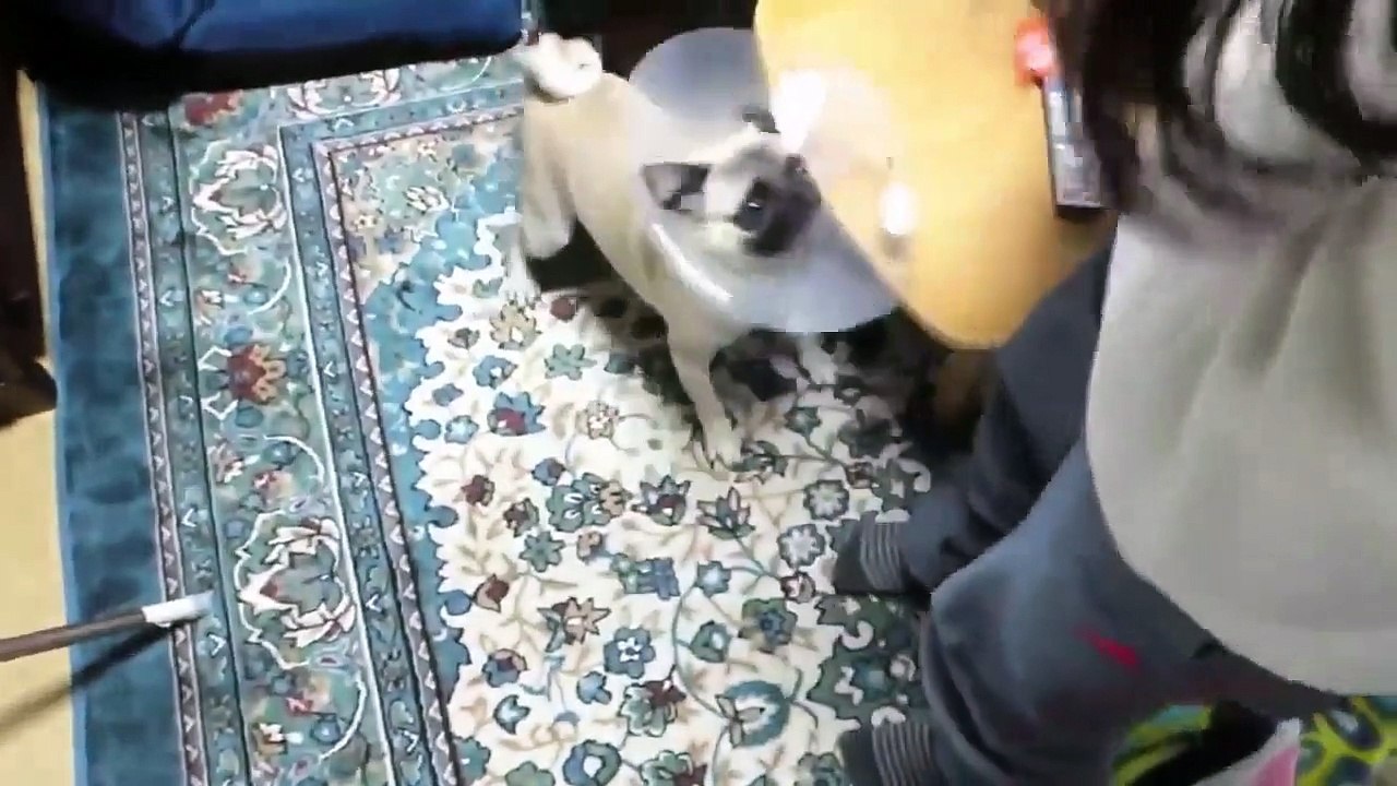 TOP 10 dog barking videos compilation 2016 ♥ Dog barking sound - Funny dogs