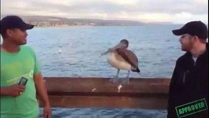 Birds are Jerks Compilation