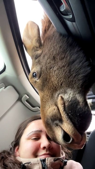 Hanging With a Moose