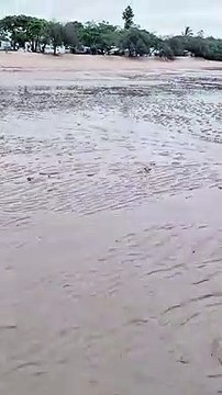 Blue Soldier Crabs Army Quickly Disappears into the Sand ViralHog