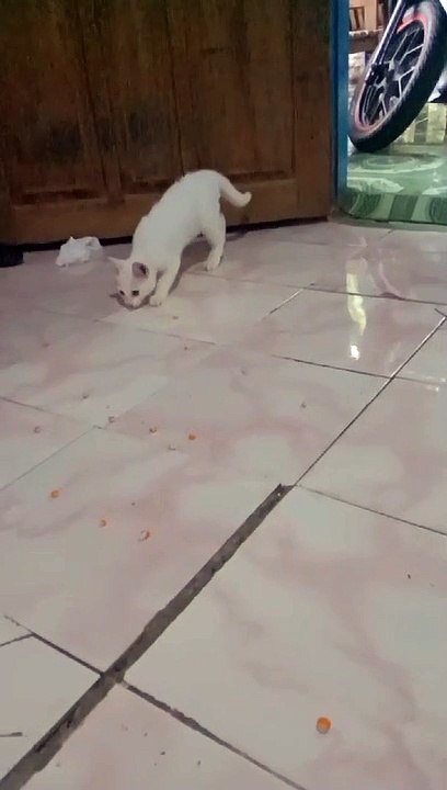 Dua Kucing asik bermain Jagung