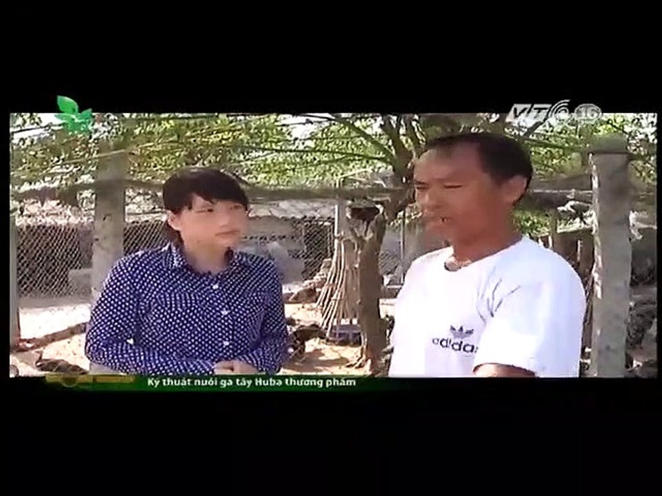 1299 - Kỹ thuật nuôi gà tây Huba