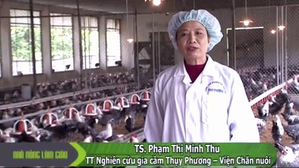 Kỹ thuật nuôi gà siêu trứng HA giai đoạn hậu bị và sinh sản