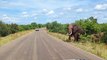 Herd of Elephants Crosses Road