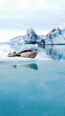Seals chilling in an ice lagoon in Iceland.
