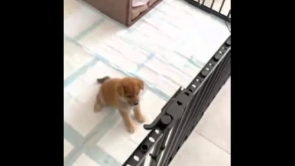 Japanese Dog Shibainu./Nice to meet you!