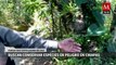 Buscan conservar especies en peligro en el Parque Educativo Laguna Bélgica, Chiapas
