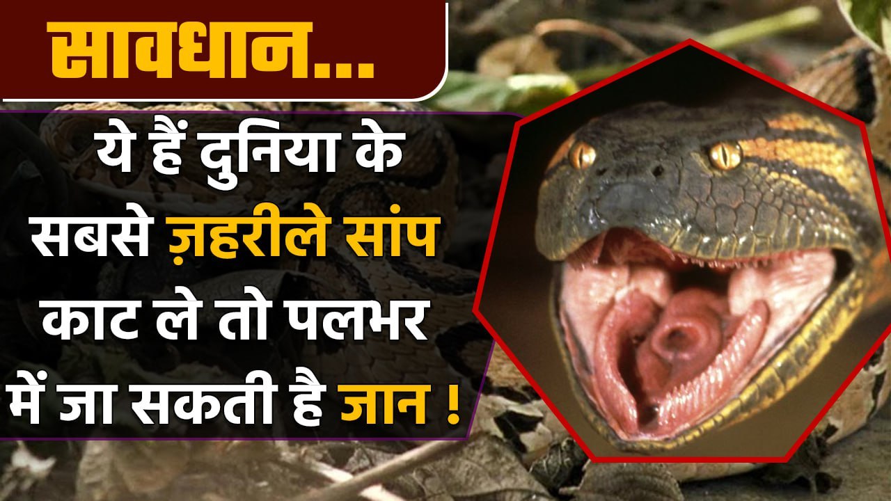 Top 5 Most Venomous Snakes in the World : इनके काटने से पल भर में जाती है जान! | वनइंडिया हिंदी