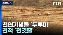 천연기념물 '두루미'의 천적...철원평야 '전깃줄' / YTN