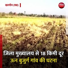 खरगोन (मप्र): किसान के खेत से चने की फसल चोरी