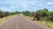 Herd of Elephants Crosses Road