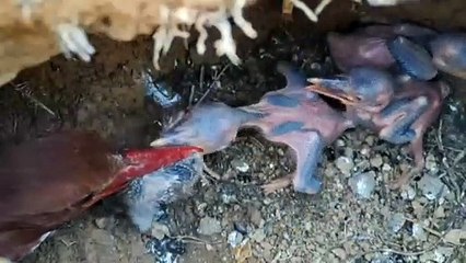 Underground predators of the baby kingfihser devour wild quail children