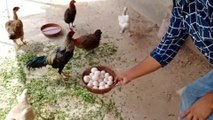 How to take care Of Chickens and Roosters||Chickens Feeding Process ||شہر میں دیہات
