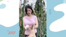 Asian women are harvesting the fields