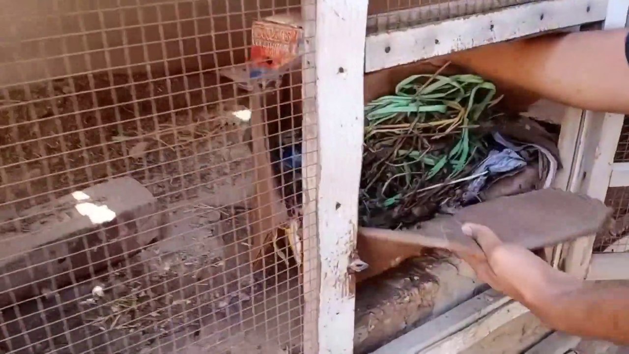 My chickens setup Ruined Due to Rain in Spring seasonChickens Setup Management_1080p