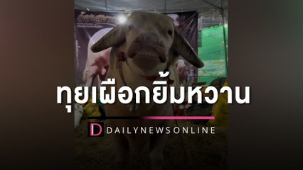 สาวเดินชมงานควายเจอ "ทุยเผือก" ยิ้มหวานใส่แบบนี้ เห็นแล้วใจละลาย | HOTSHOT เดลินิวส์ 26/02/66