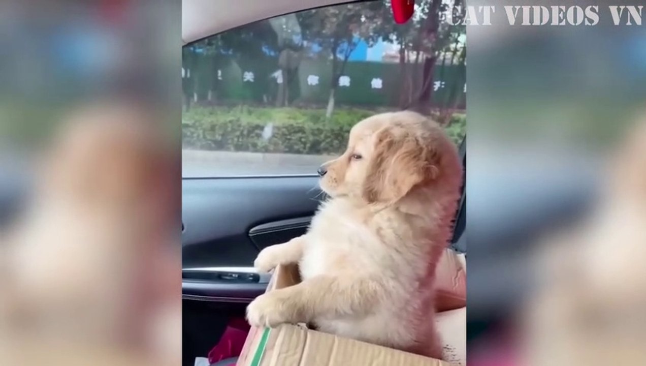 Funny Animal Compilation part 5