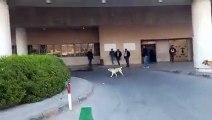 كلاب ضالة تهاجم مواطنين أمام مستشفى الزرقاء