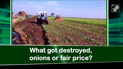 What got destroyed, onions or fair price?