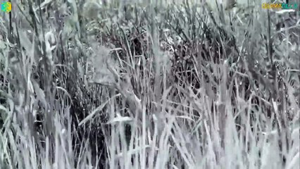 Watch Kuroneko (1968) in HD – Stream in English Now 🎥