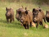 Frankreich: Bürgermeisterin gibt Wildschweinen Fußballverbot