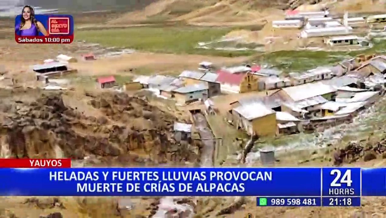 Yauyos: crías de alpacas mueren por heladas y lluvias
