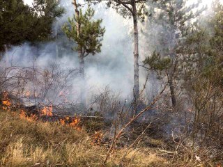 Topladığı çöpleri yakmak isterken ormanı yaktı