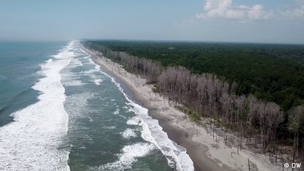 El Salvador: manglares en peligro