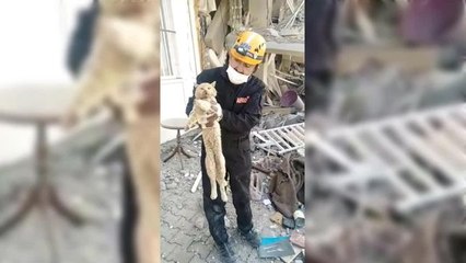 Adıyaman'da 21 Gün Enkaz Altında Kalan Kedi Kurtarıldı