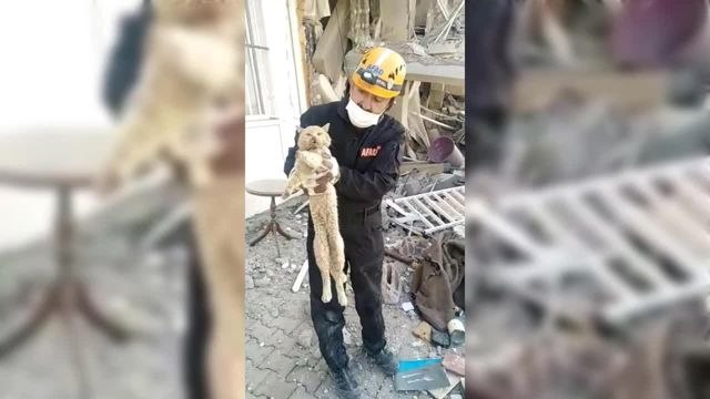 Adıyaman'da 21 Gün Enkaz Altında Kalan Kedi Kurtarıldı