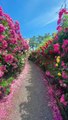 Beautiful hydrangeas footpath