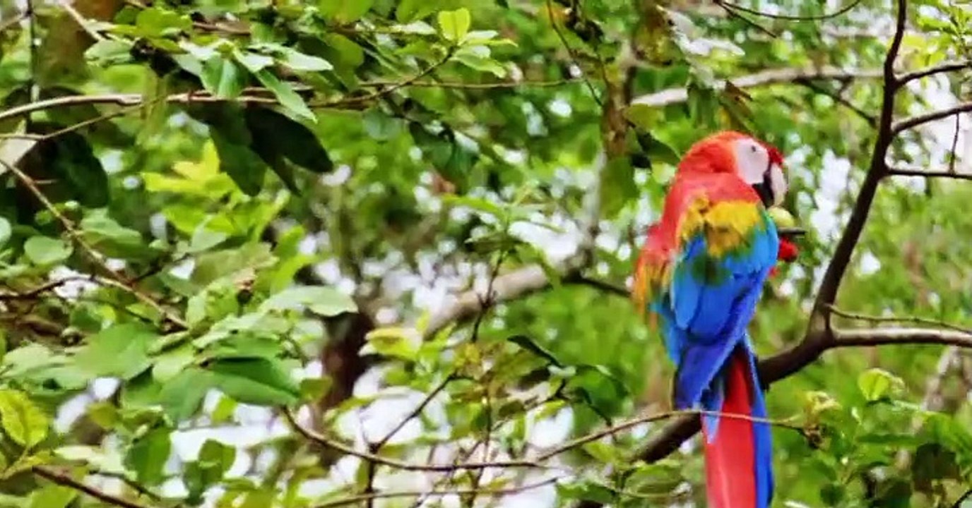 Wild Kratts Wild Kratts S06 E015 – Parrot Power - video Dailymotion