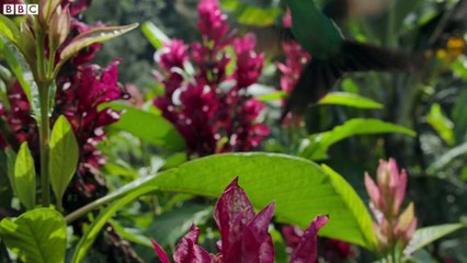 The Delightful Dance of Hummingbirds - The Wild Place - Relax with Nature - BBC Earth