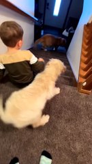 Juniper Uses Steps As Personal Slide