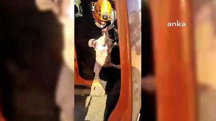 Depremde enkaz altında kalan kedi 21 gün sonra kurtarıldı