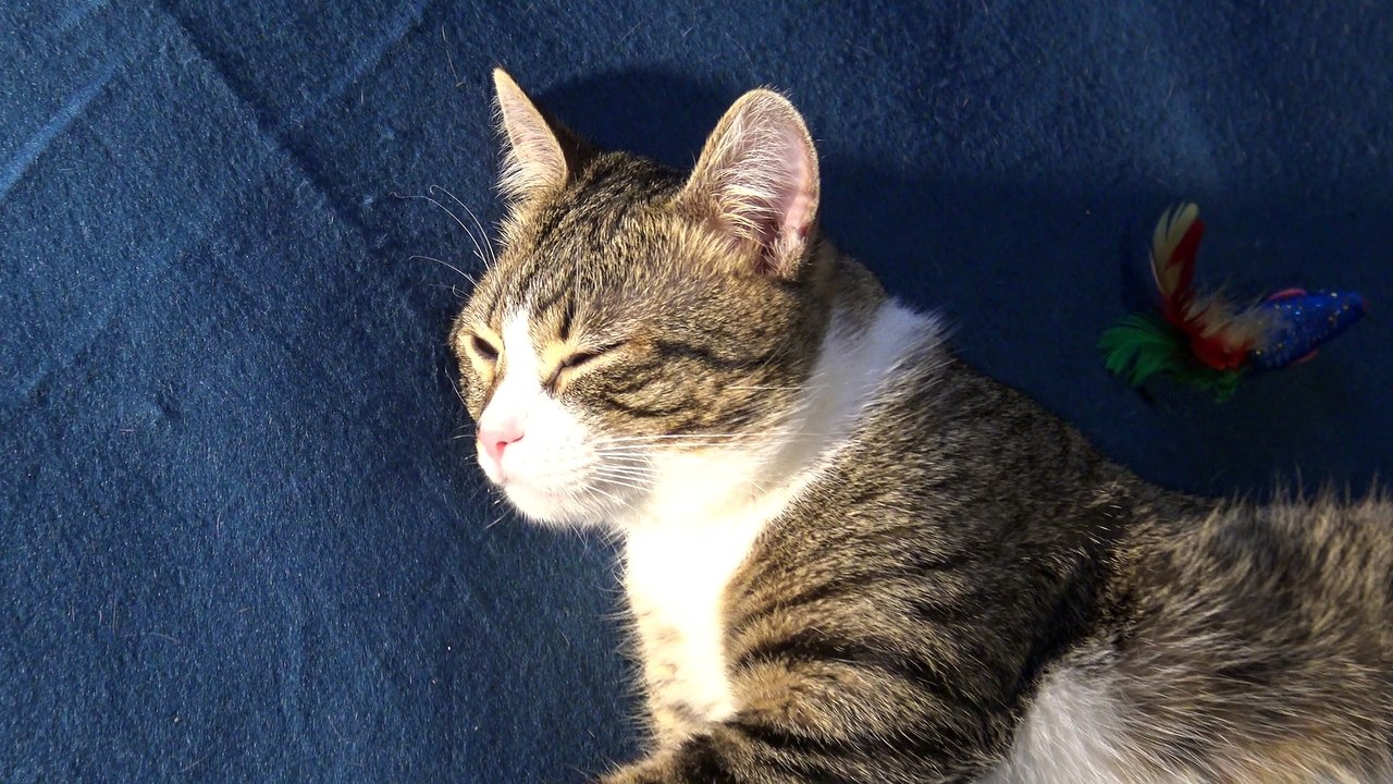 The Contortionist Cat