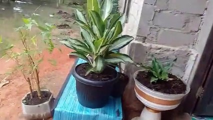 Kisah bapak suyadi transmigrasi asal blitar jawa timur ( 360 X 640 )