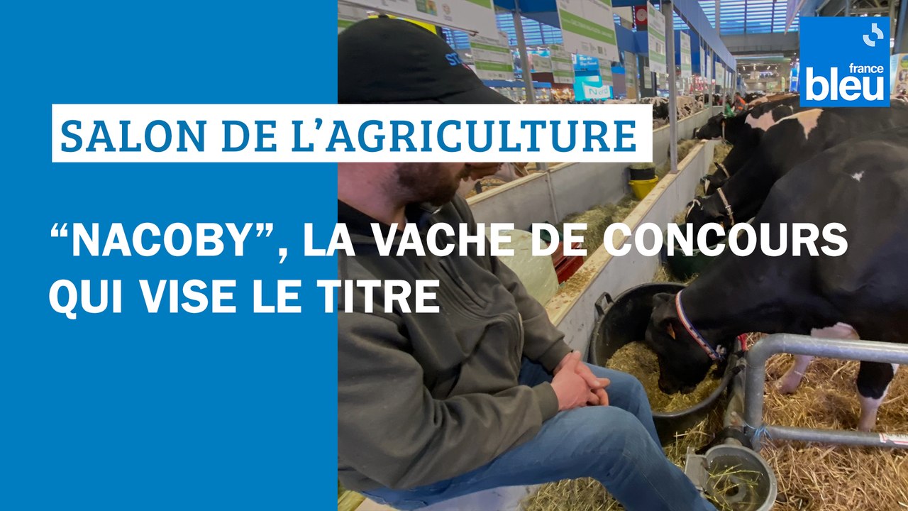 La Dordogne au Salon de l'agriculture : aux concours bovins, "Nacoby" de Miallet dans les starting-blocks
