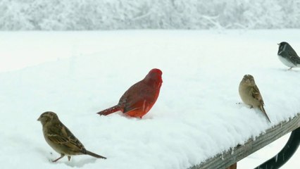 Beautiful Scenery, Birds, Relaxing Music