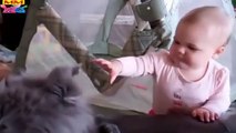 أفضل فيديو كوميدي جديد قطط مضحكة اللعب ، ما الذي يتم؟
