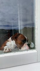 Boxer Dog Plays With Little Bird