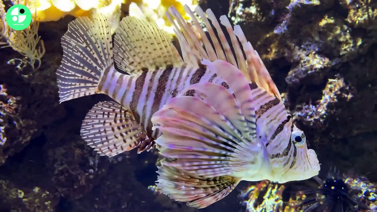 Best and Amazing fish collection video for dailymotion in 2023 #fish #naturehole #dailymotion