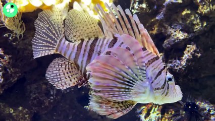 Best and Amazing fish collection video for dailymotion in 2023 #fish #naturehole #dailymotion