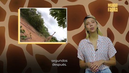 El impresionante operativo para liberar a una jirafa atascada en una trampa