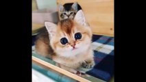 CUTEST CATS - Funny and Cute Cat and Kittens Videos Compilation- Cute Moments Of Cats 2023