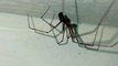 insectos animales y mascotas arañas patonas que viven en el baño de la casa