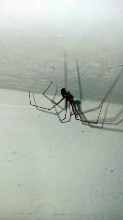 insectos animales y mascotas arañas patonas que viven en el baño de la casa