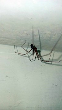 insectos animales y mascotas arañas patonas que viven en el baño de la casa