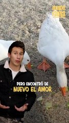 La vida continúa: tras quedar 'viuda', una gansa encontró a una nueva pareja que alegra sus días