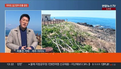 뿔쇠오리를 지켜라…마라도 터줏대감 길고양이 반출